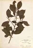 藏品(紅淡比)的圖片